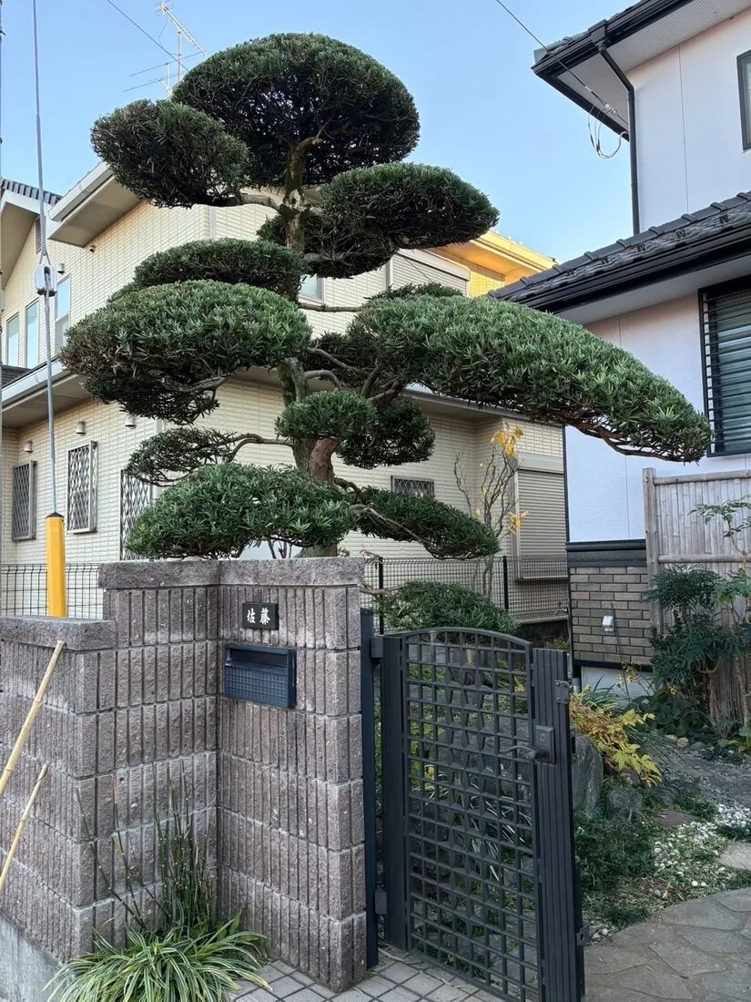 イヌマキの剪定